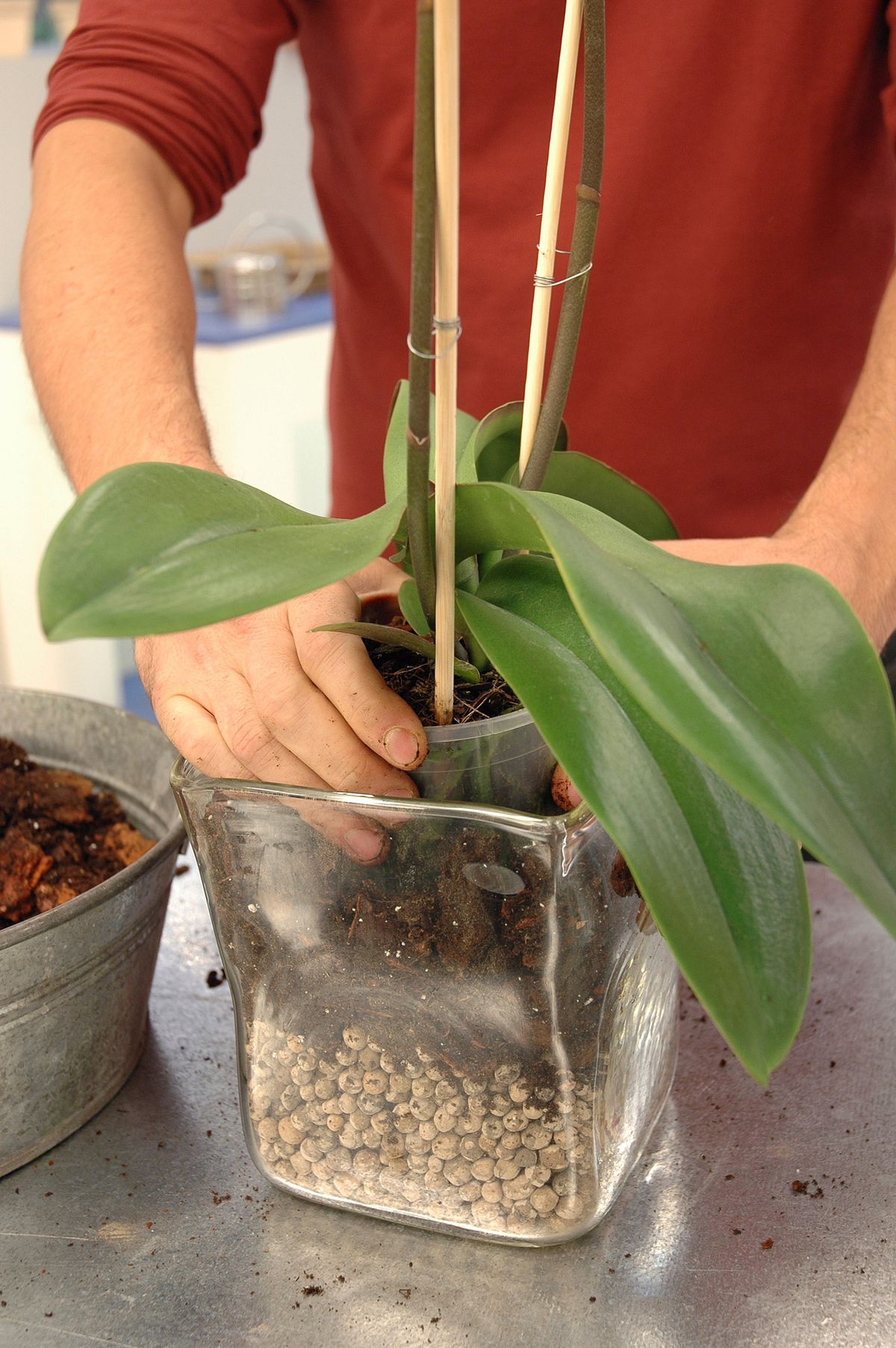 Plantar en jarrones de cristal p5