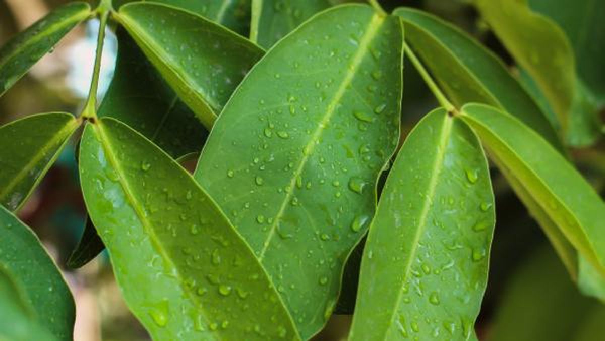 Guayaba