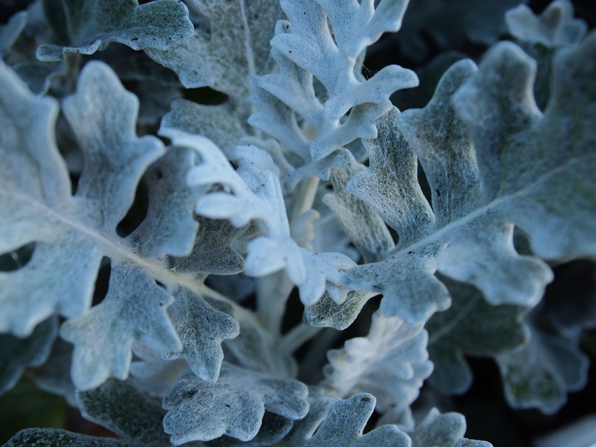 Cineraria marítima