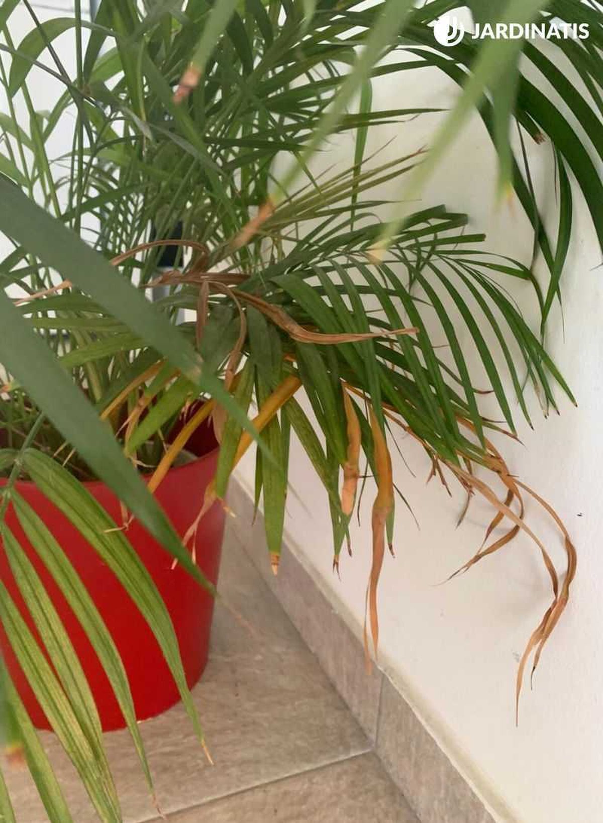 Chamaedorea elegans con las puntas de sus hojas secas