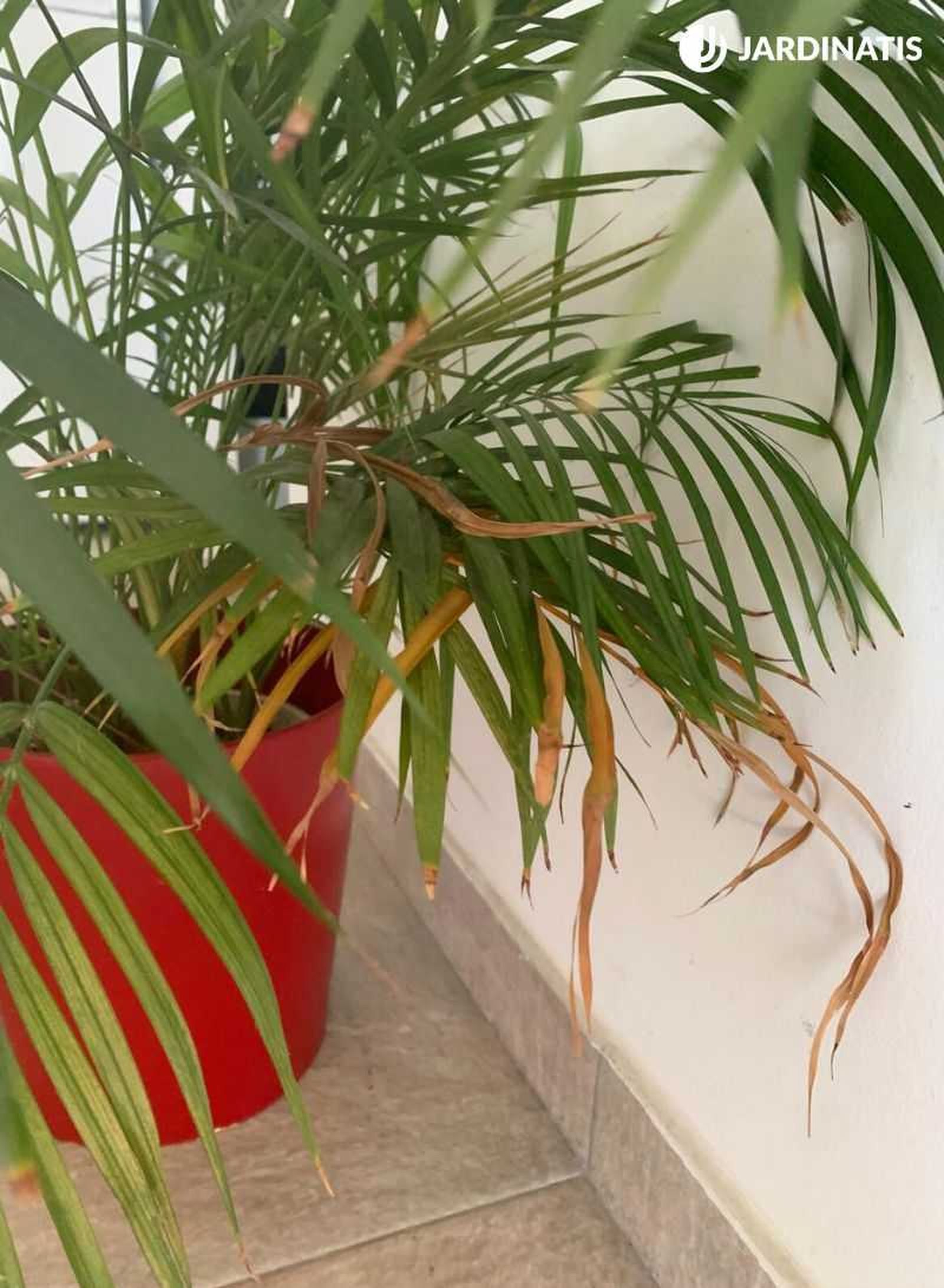 Chamaedorea elegans con las puntas de sus hojas secas
