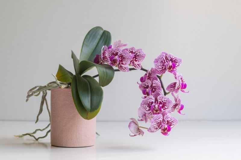 Orquídea phalaenopsis caída