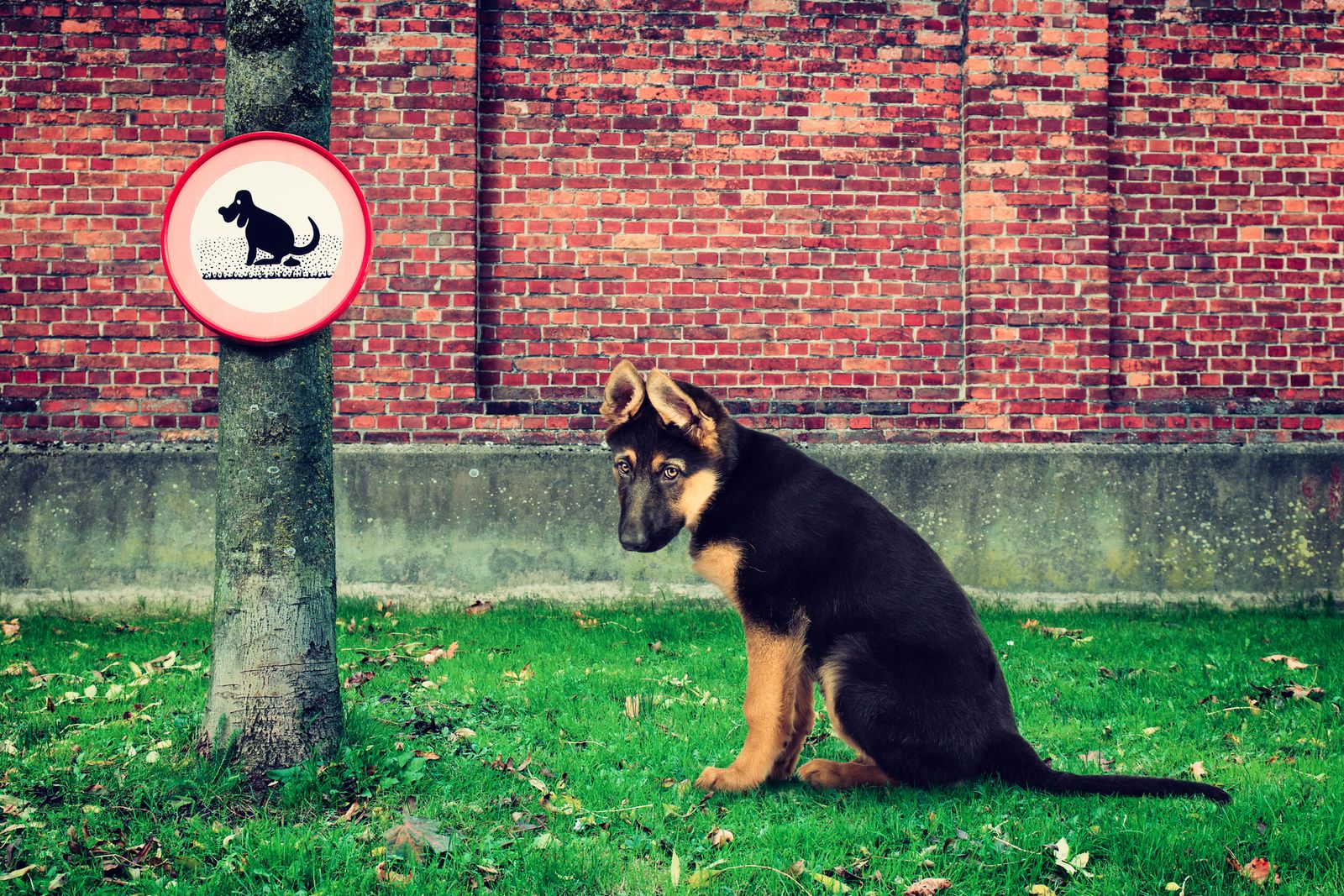 perro caca