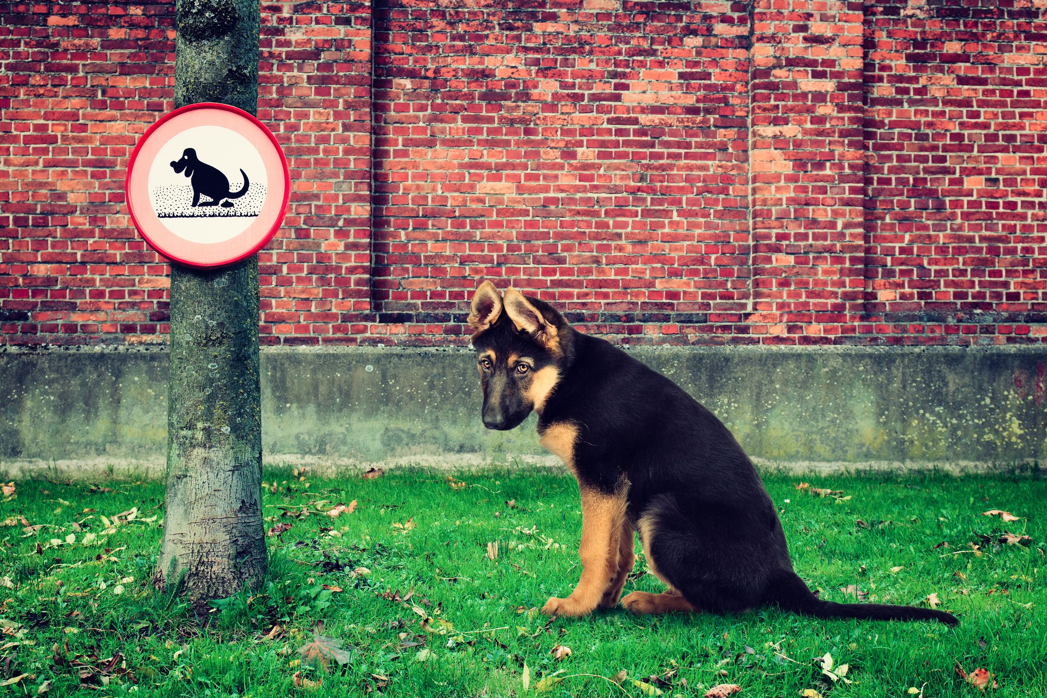 perro caca