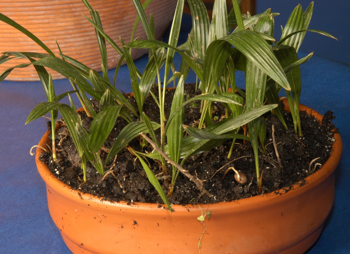 Reproducción de palmeras paso 6