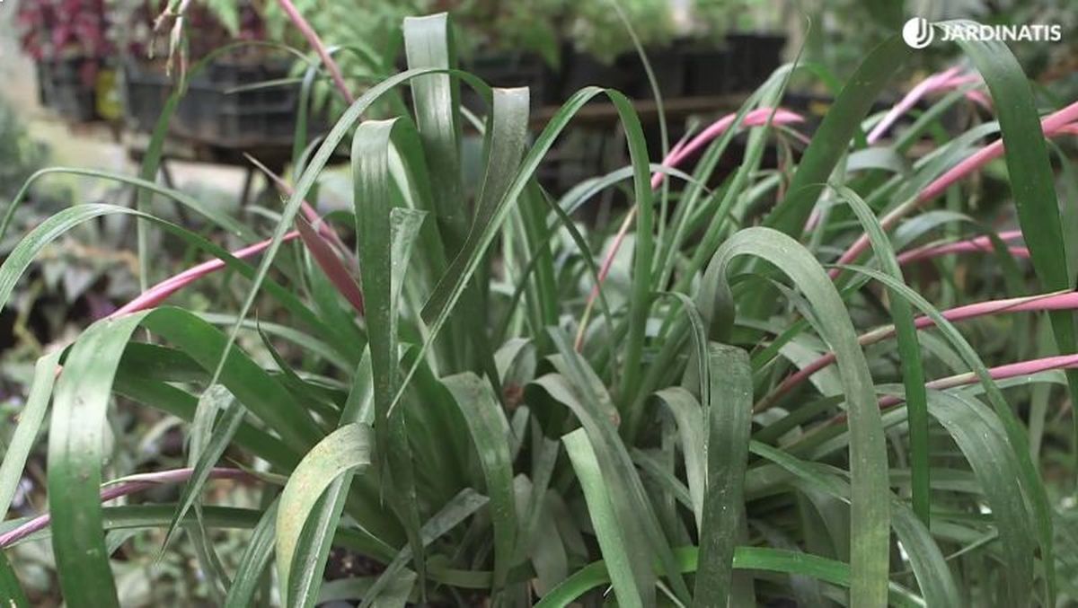 Hojas de la Billbergia nutans