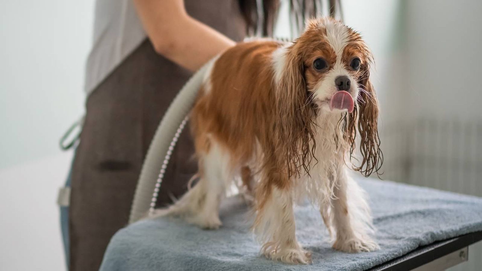peluquerias caninas y centros de estetica de espana servicios basicos