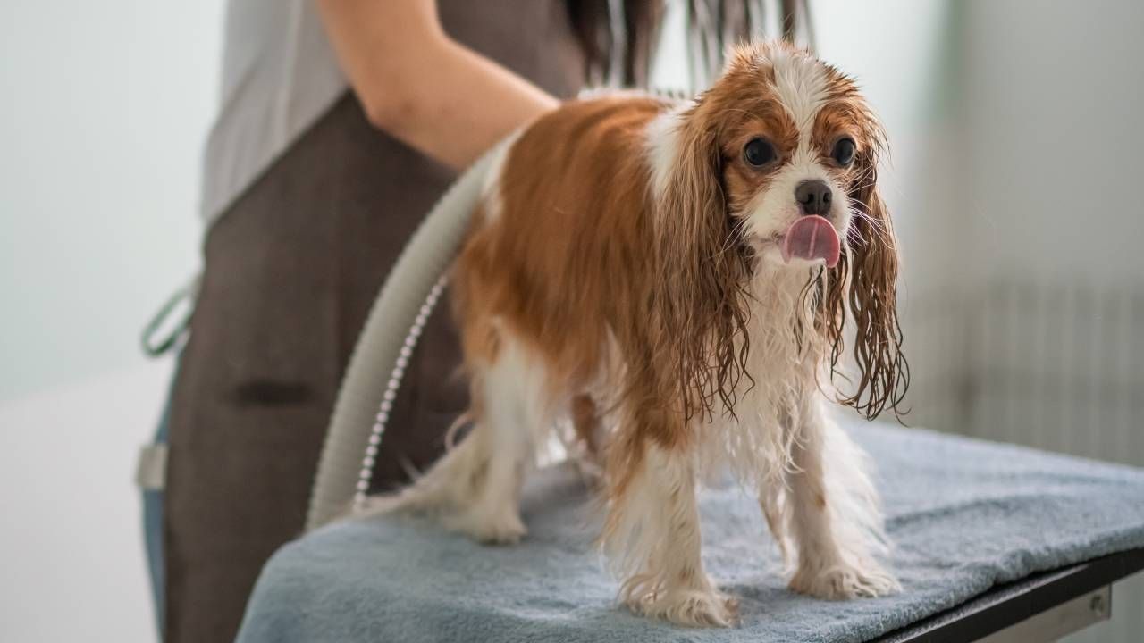 peluquerias caninas y centros de estetica de espana servicios basicos