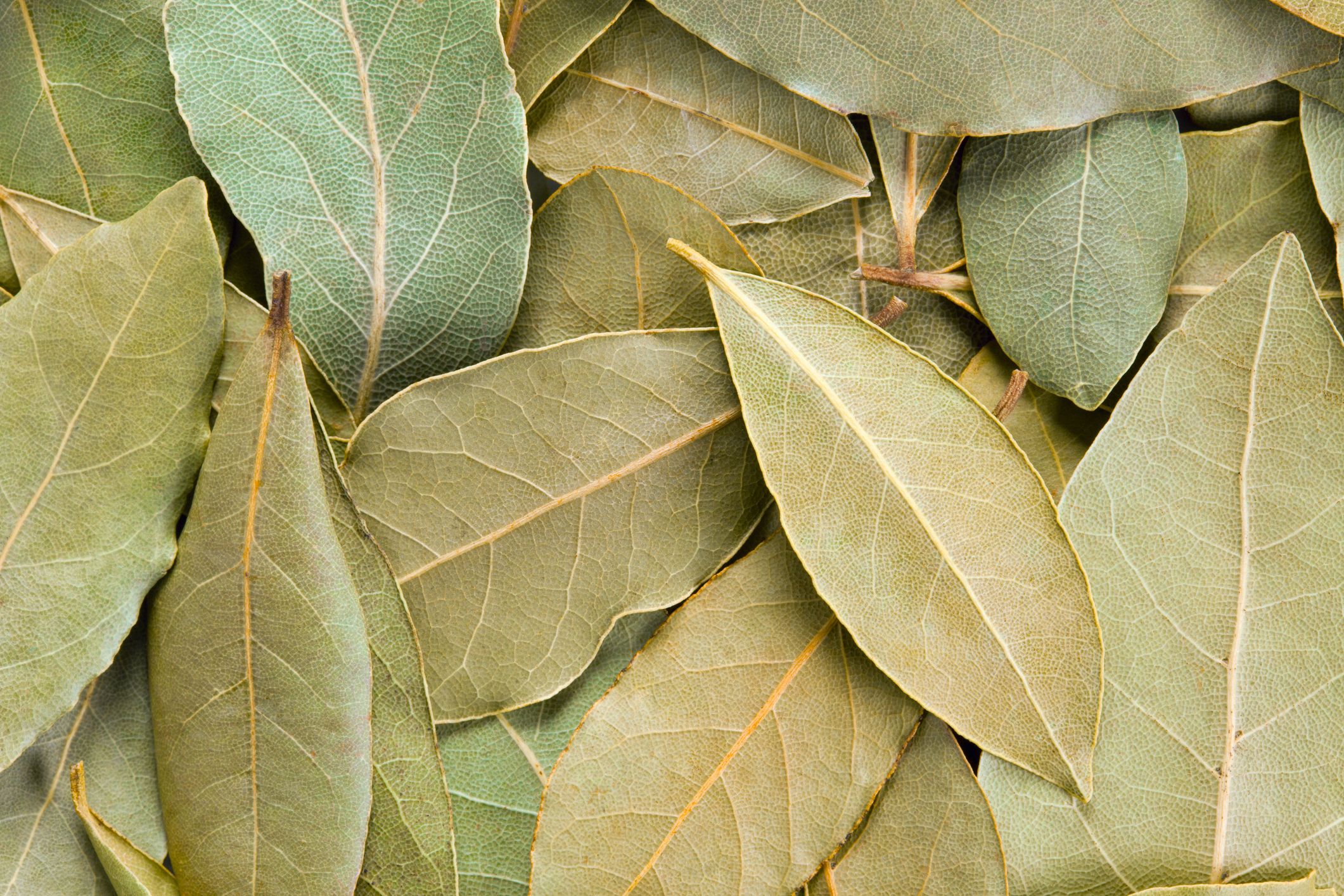 hoja  de laurel