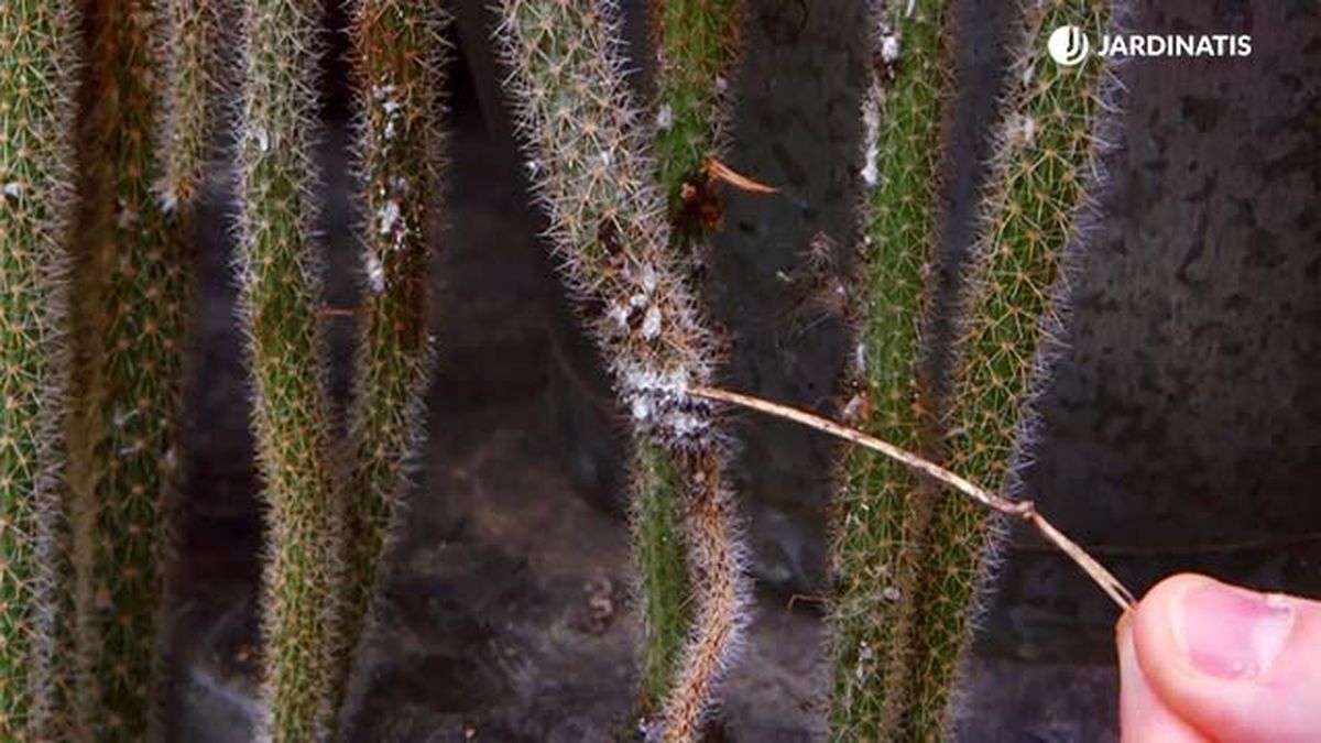 brico 935 3 tierra diatomeas eliminar plaga cochinilla plaga