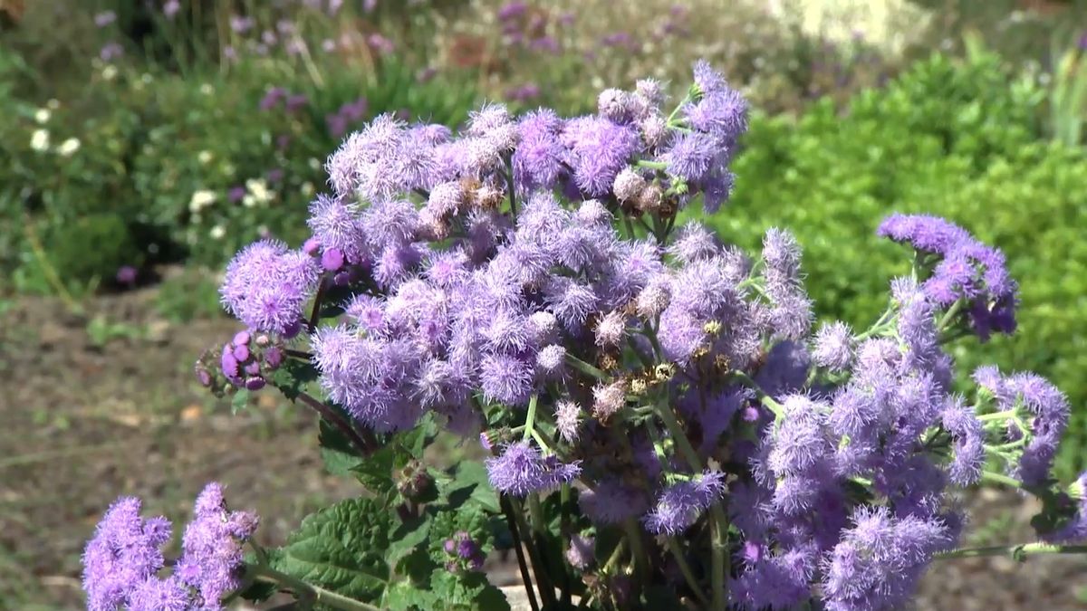 deko 708 jardineria parterre otono composicion floral ageratum