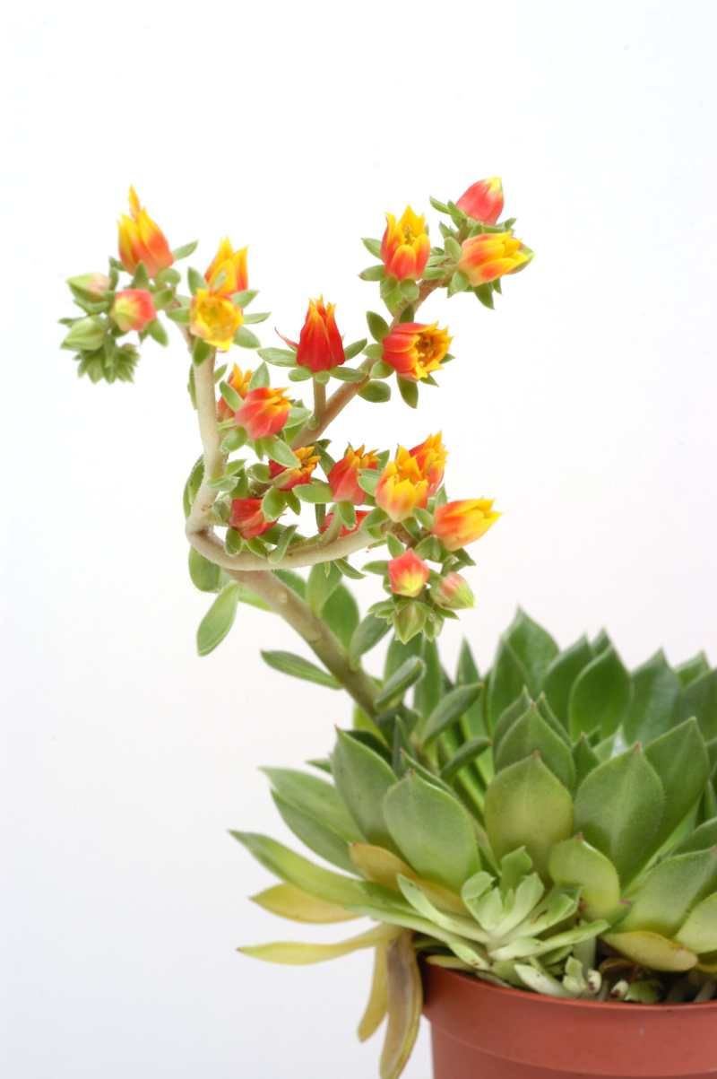 Flor de Echeveria setosa