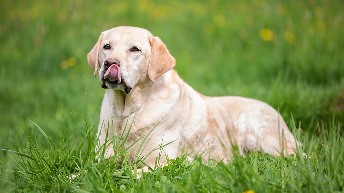 por que lamen los perros 1