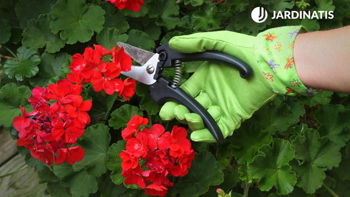 como cuando podar geranios