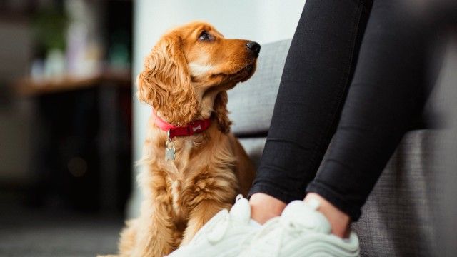 cocker spaniel 9