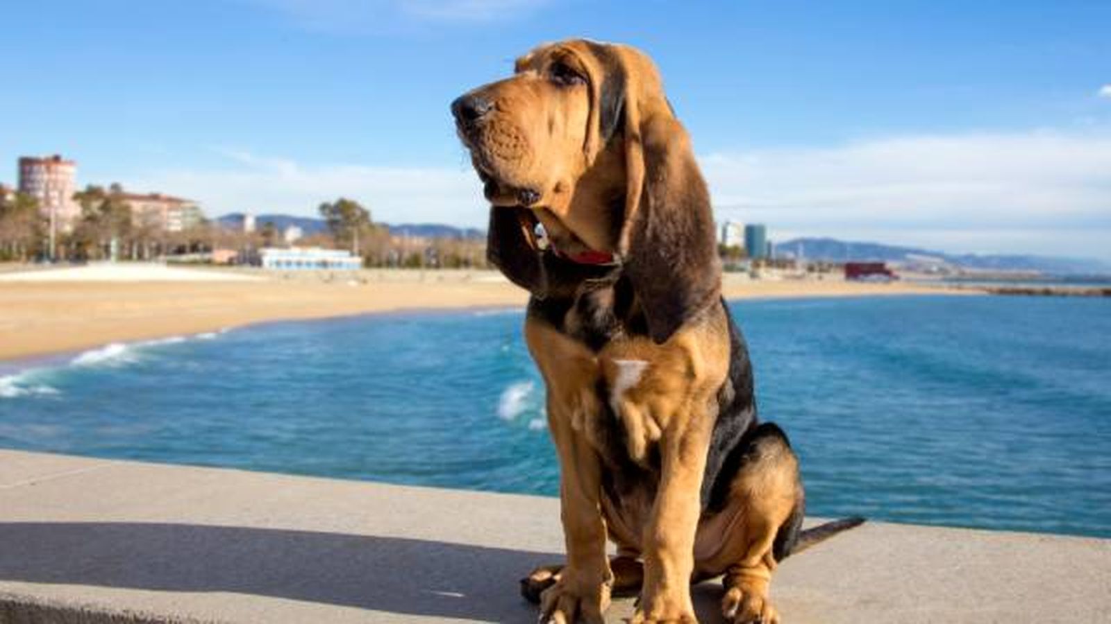 bloodhound