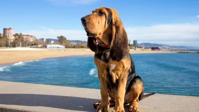 bloodhound