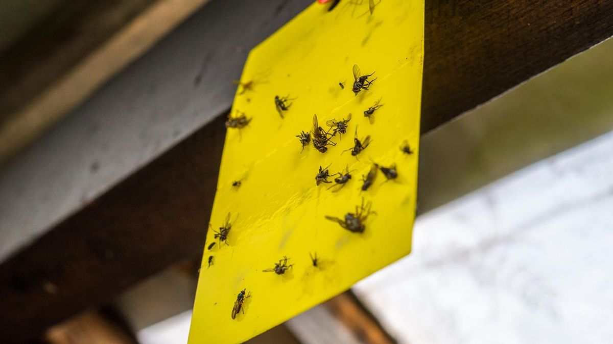 remedios para ahuyentar eliminar moscas de casa