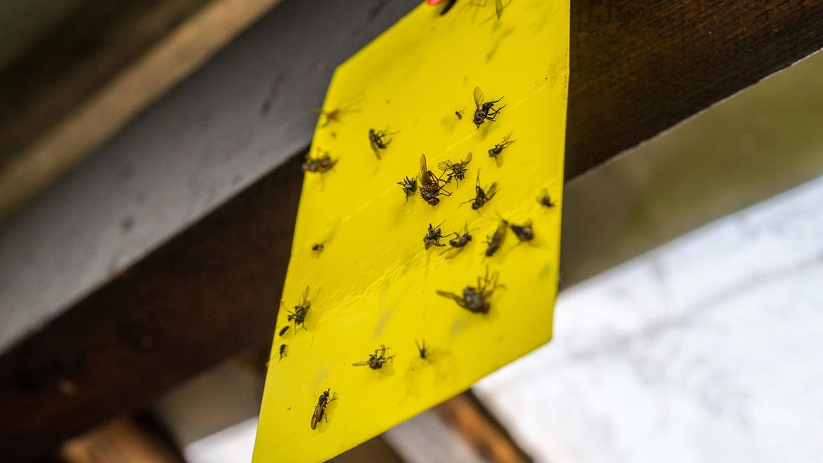 remedios para ahuyentar eliminar moscas de casa