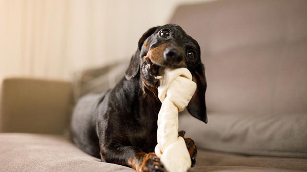 teckel muerde toalla