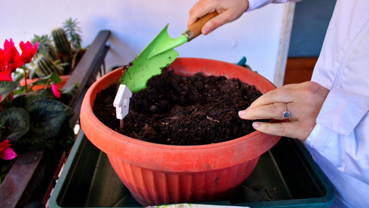 que es el sustrato universal y donde comprarlo