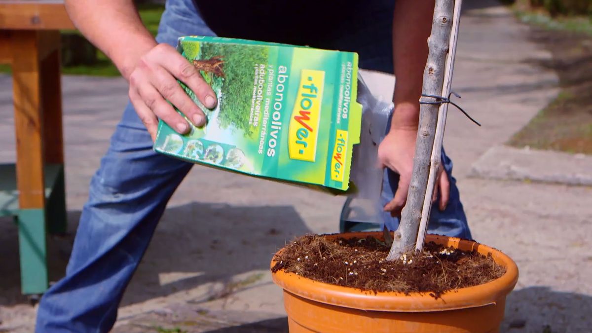 brico 0910 3 sanear olivo abobado