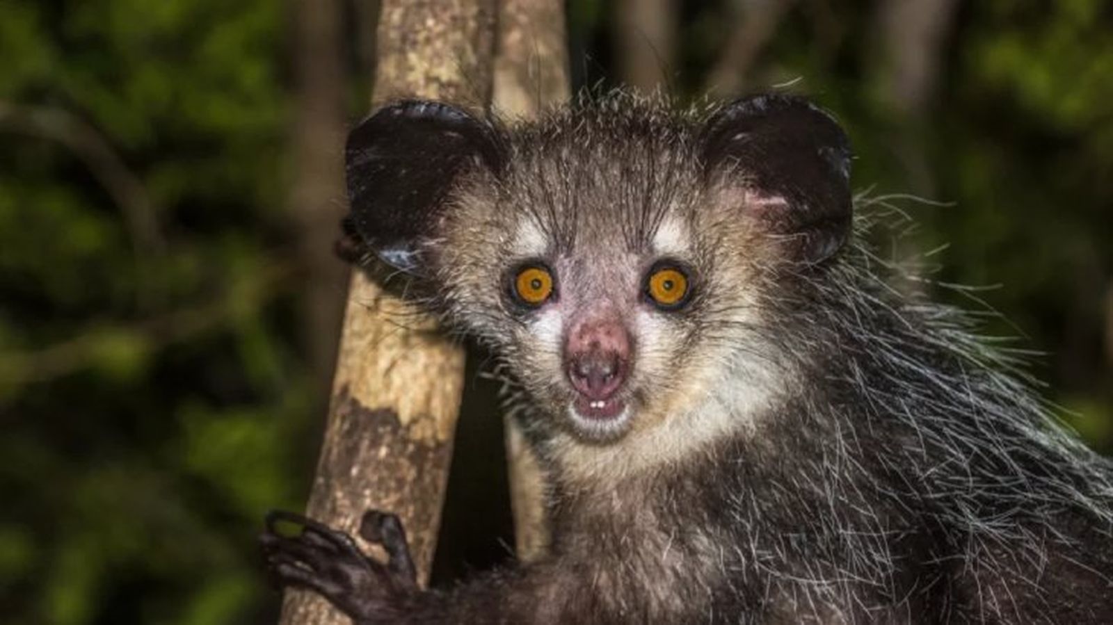 animales mas raros del mundo aye aye¡