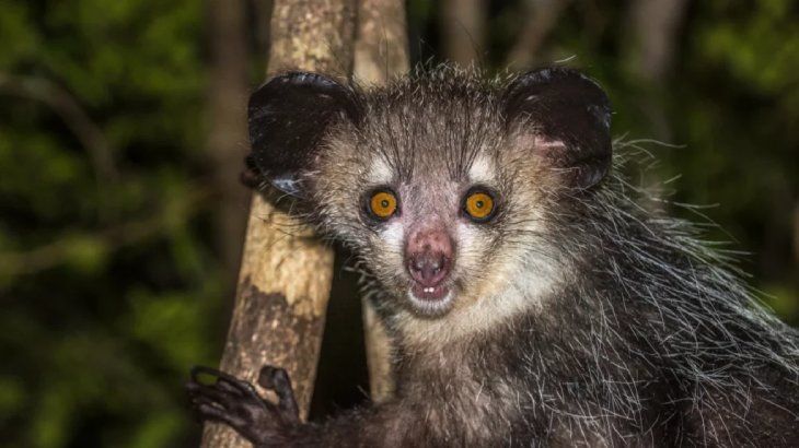animales mas raros del mundo aye aye¡