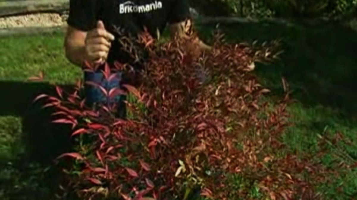 brico 534 parterre arbusto otono Nandina domestica