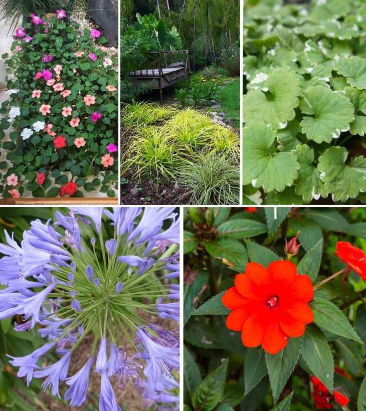 plantas de verano 3