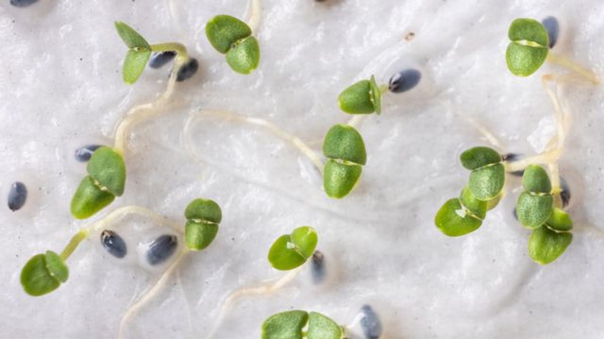 semillas germinando en papel humedecido