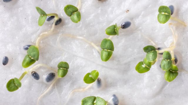 semillas germinando en papel humedecido