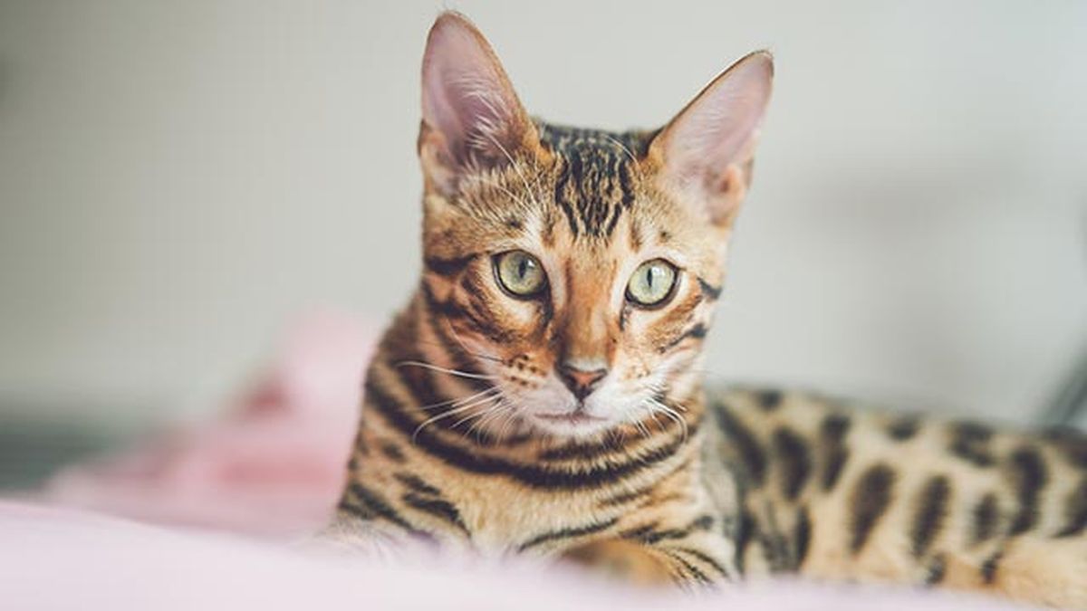 gato bengali bengala 1