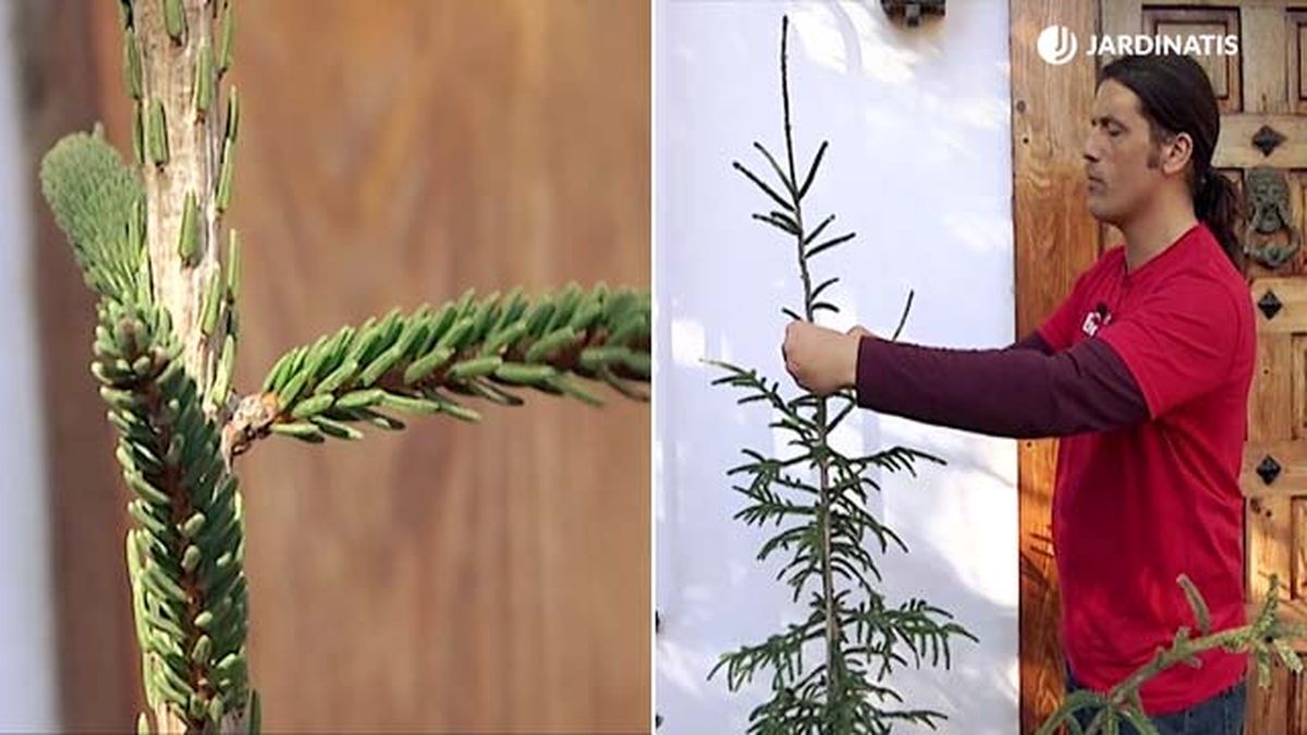 Picea orientalis aureospicata brico 725 jardinatis