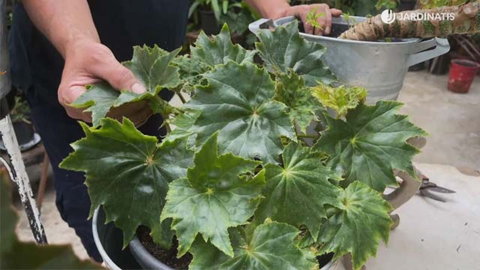 Begonia obliqua coleccion de inigo segurola jardinatis
