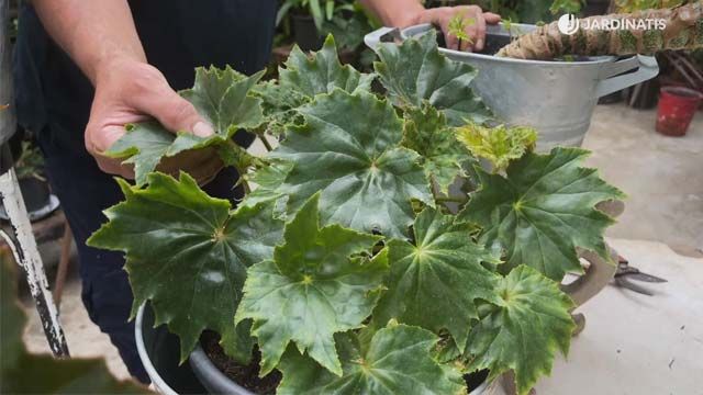 Begonia obliqua coleccion de inigo segurola jardinatis