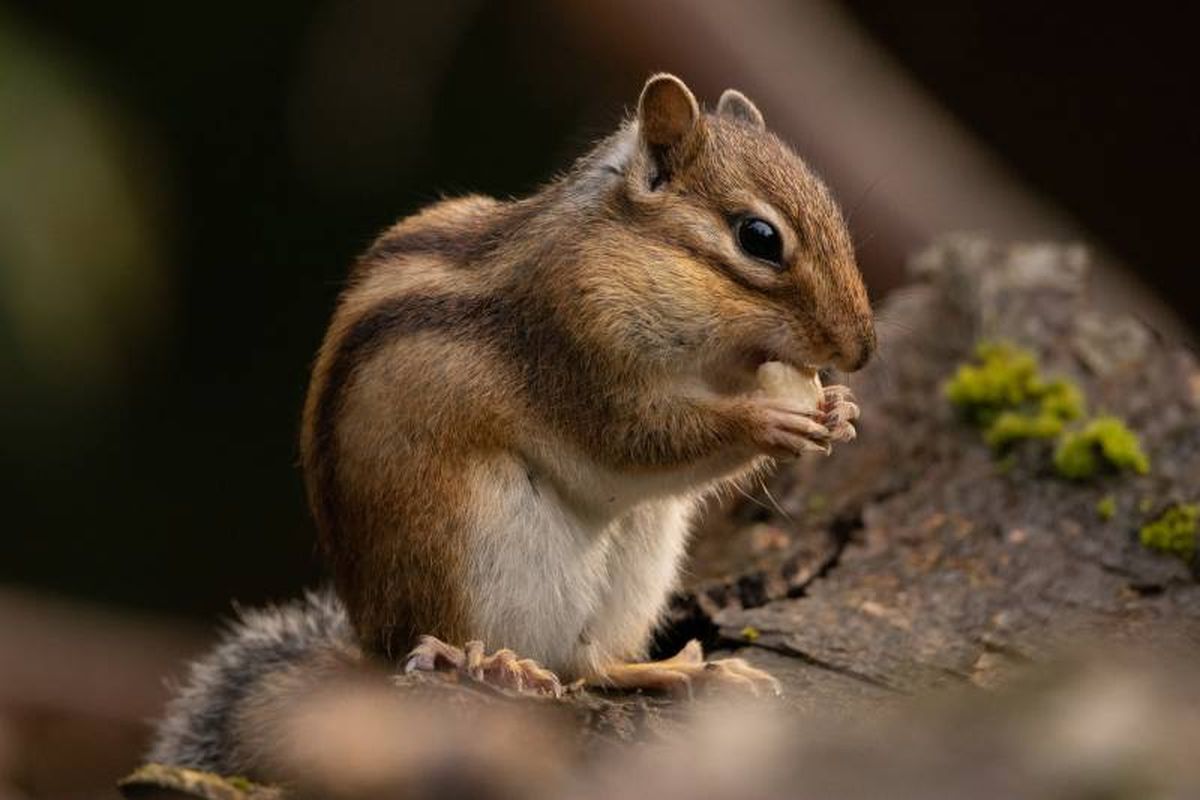 La ardilla coreana o siberiana (Eutamias sibiricus) es más trepadora y activa.