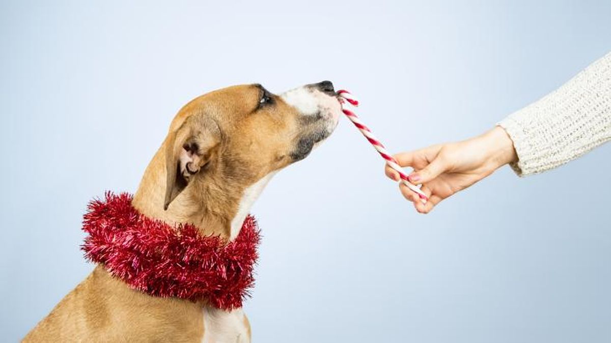 Es importante tener mucho cuidado con los dulces navideños.