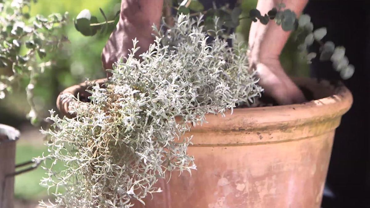 966 composicion Eucalyptus gunnii cerastium