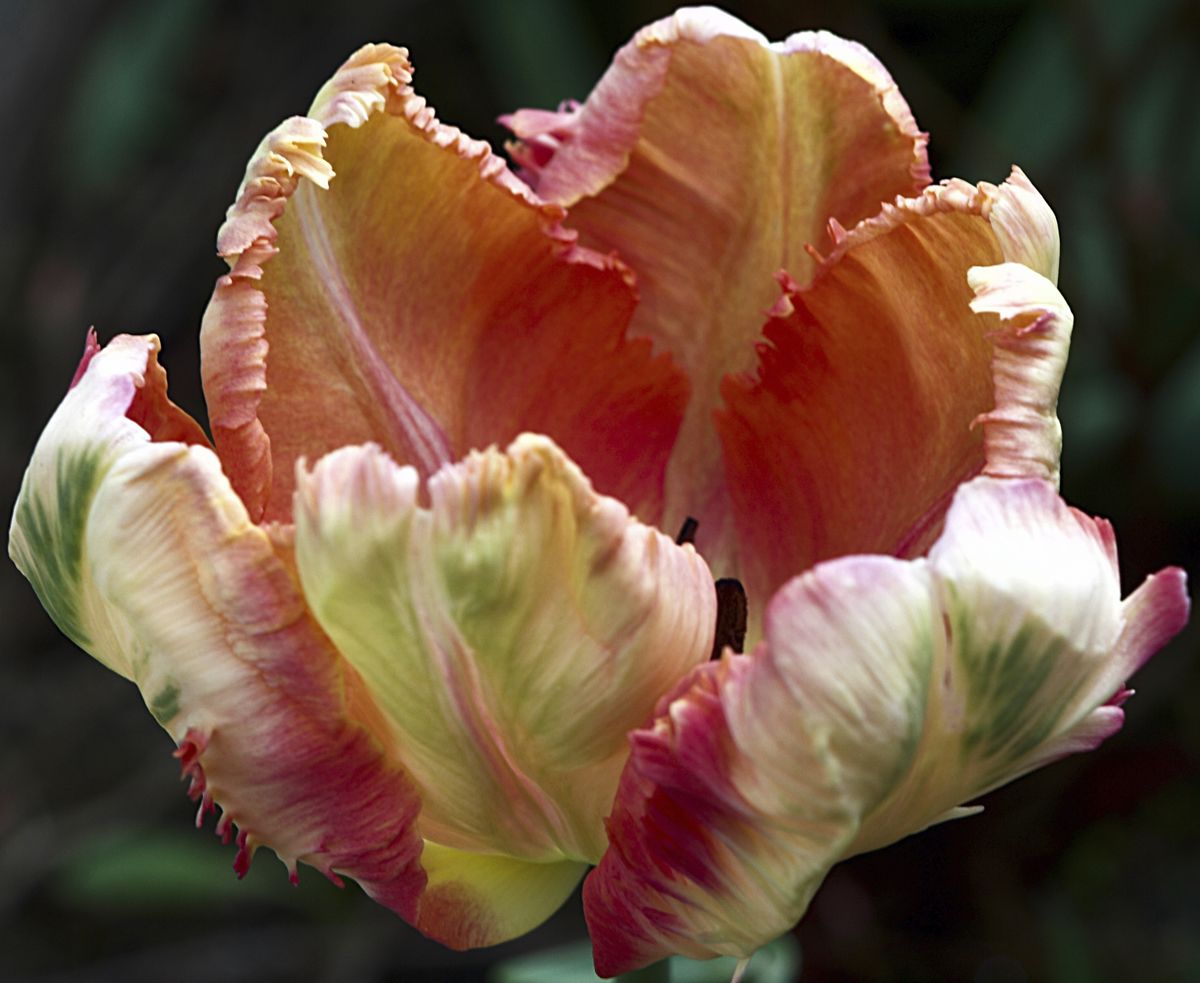 Tulipan loro