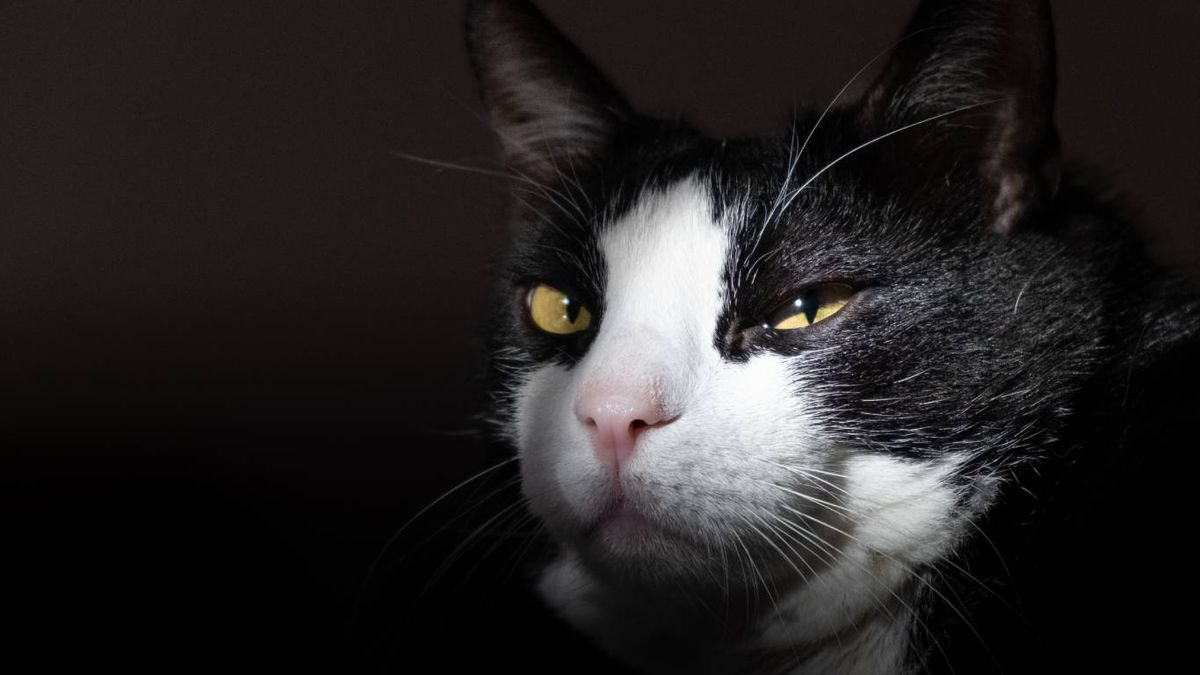 El término gato tuxedo no corresponde a una raza felina como tal.