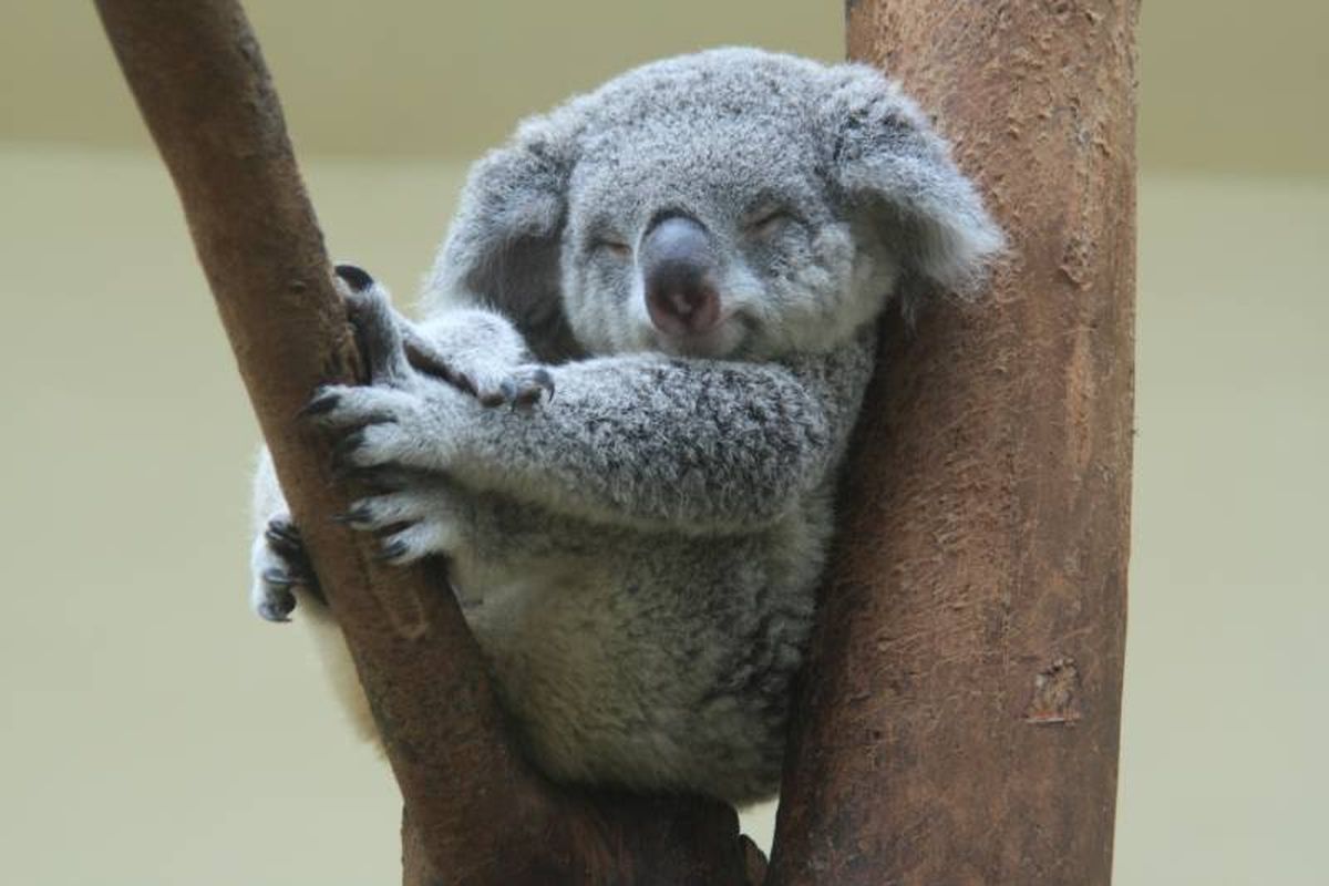 Los koalas son animales sedentarios, lentos y que pasen gran parte de su vida durmiendo