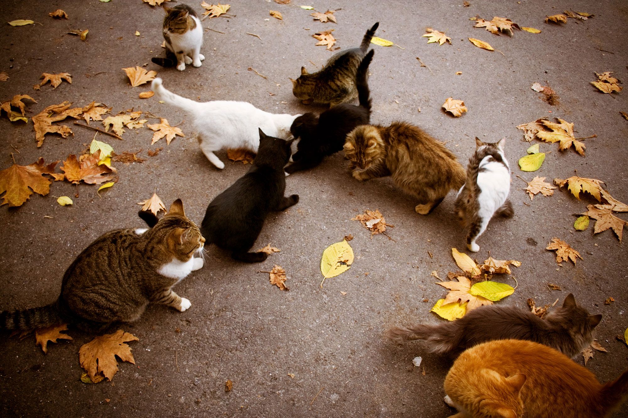 gatos callejeros CEC Capturar Esterilizar Soltar control