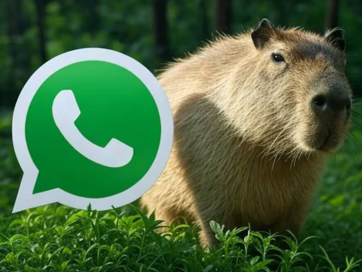 Las capibaras son animales grandes, tranquilos y muy sociables.