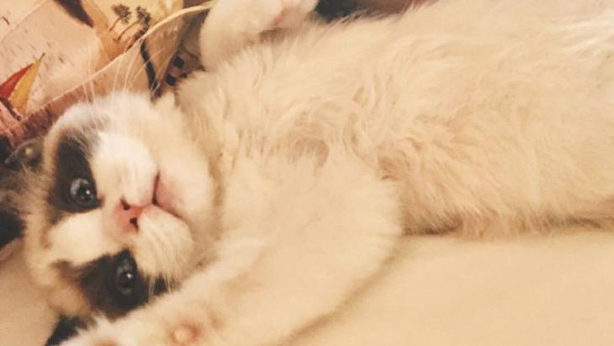 El gato Ragdoll de Taylor Swift de nombre Benjamin Button