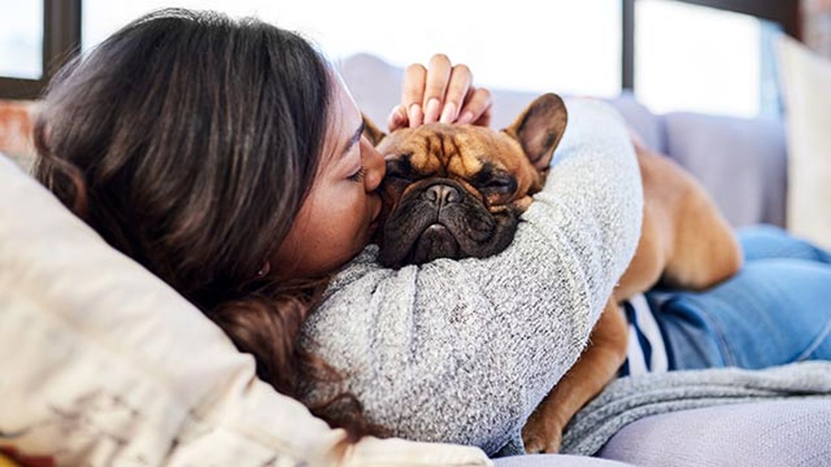 prohibiciones obligaciones ley proteccion animal 3 perro