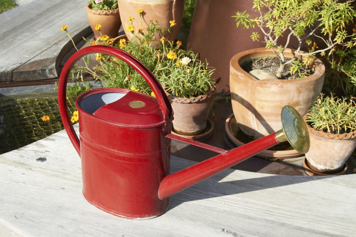 Cómo regar las plantas en macetas