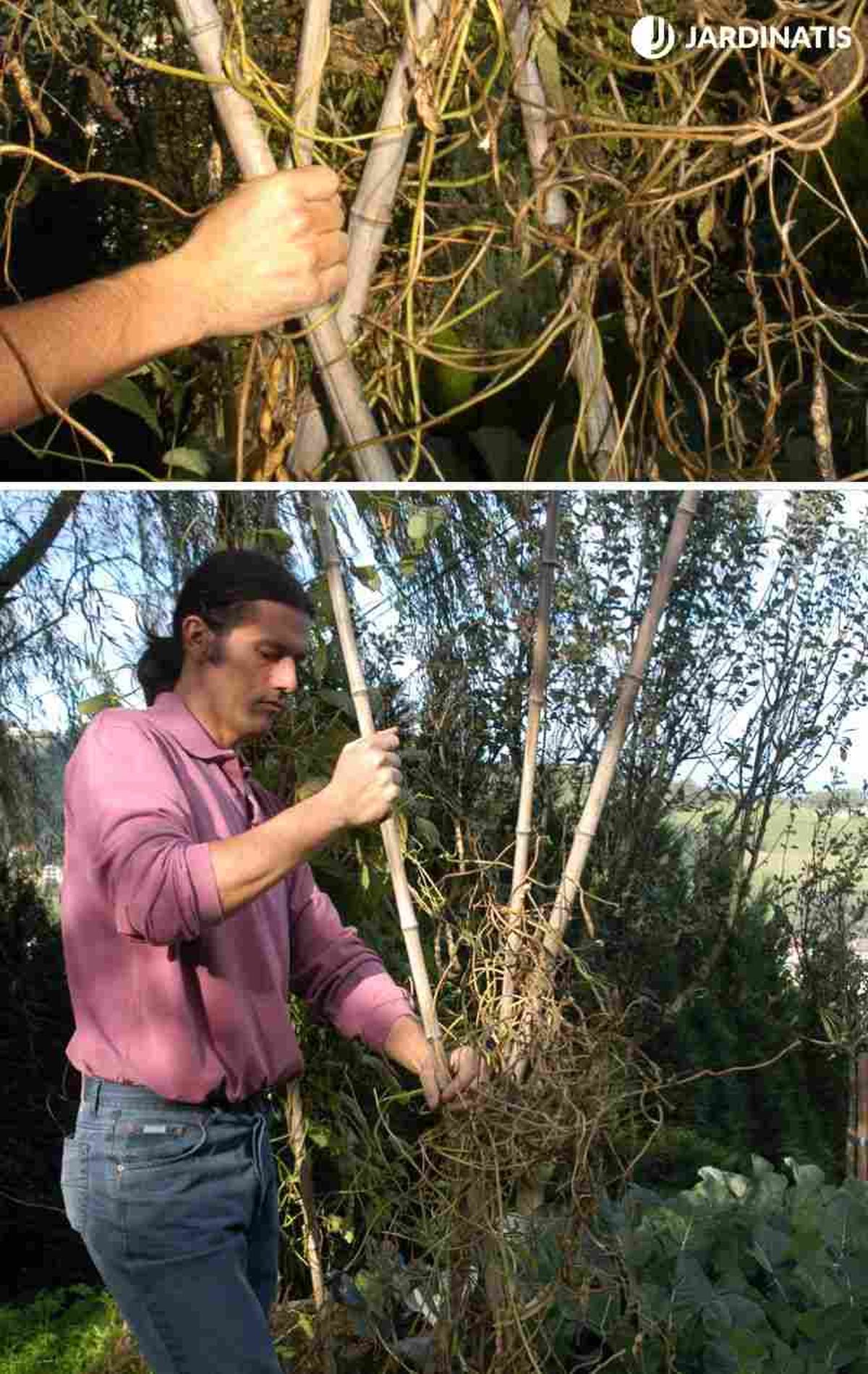 Elimina las matas secas y conserva las raíces útiles
