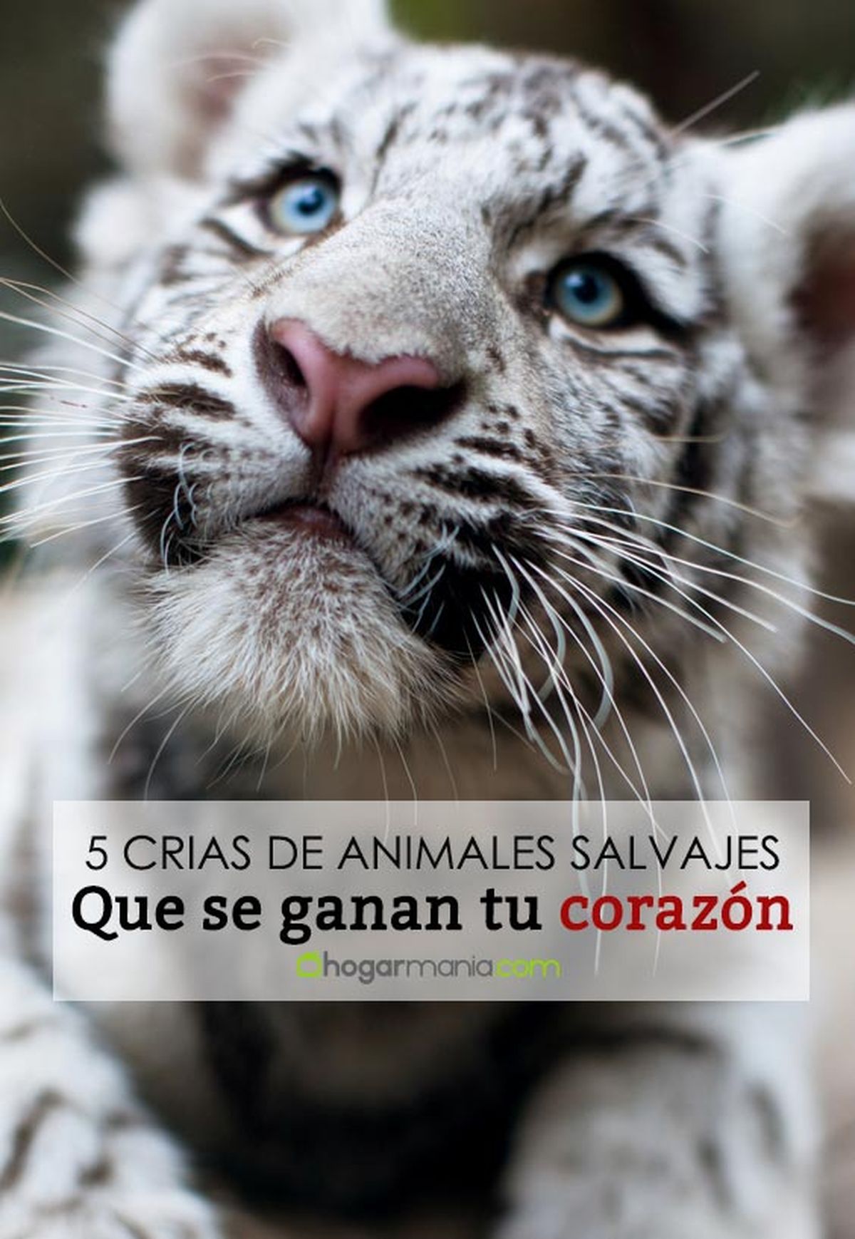 5 crias animales salvajes pin