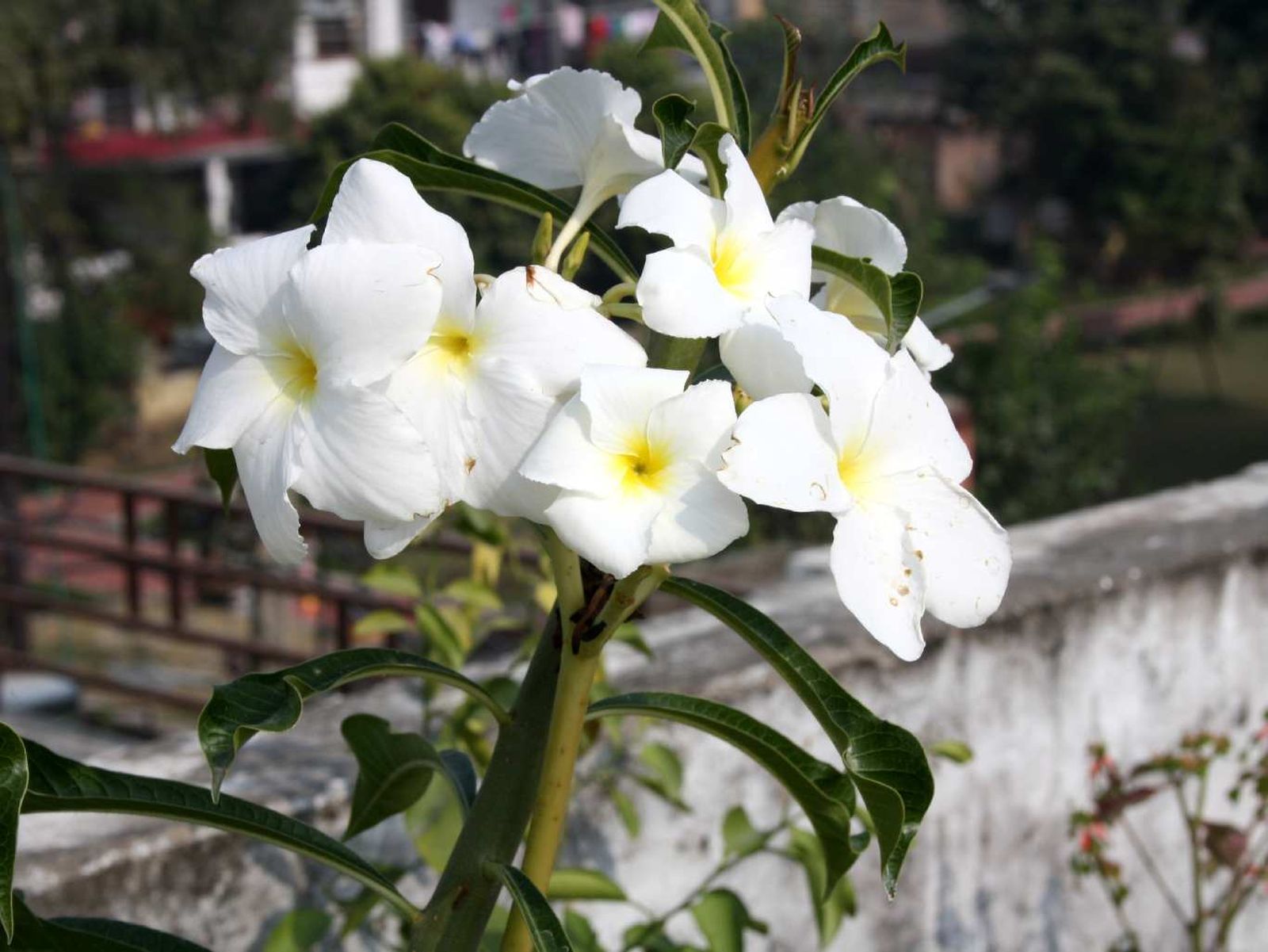 Plumeria pudica.